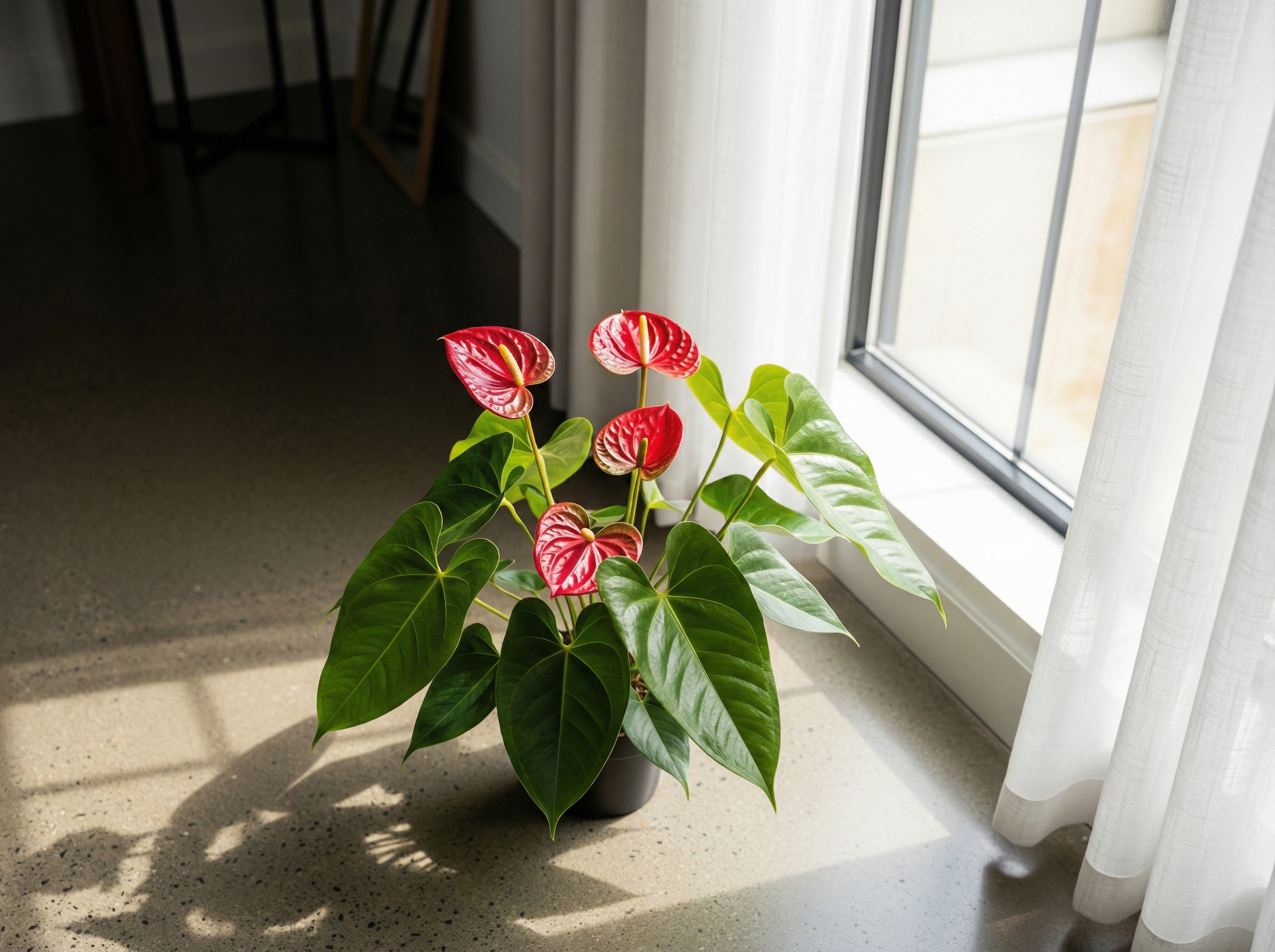 Anthurium Andraeanum (Anturio)